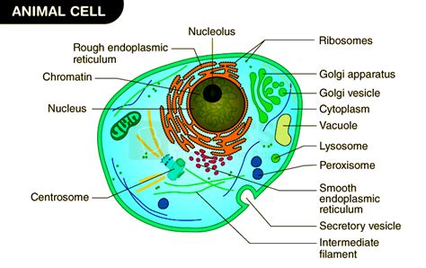 Diagram of Animal Cell - Structure, Functions & Organelles