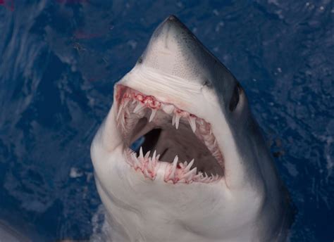 Different Types of Shark Teeth - American Oceans