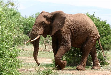 File:African Elephant walking.JPG - Wikimedia Commons