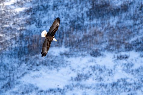 Bald Eagle Hunting : r/wildlifephotography