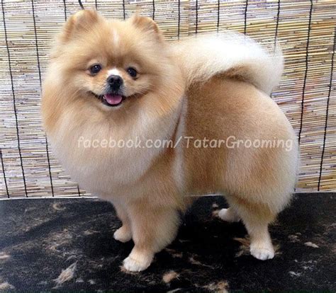 Pin by Debra L Sjodin on Grooming: Pomeranian Cuts | Pomeranian facts, Pomeranian dog ...