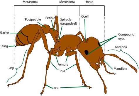 Ant anatomy (ant morphology) – Myrmecological News Blog