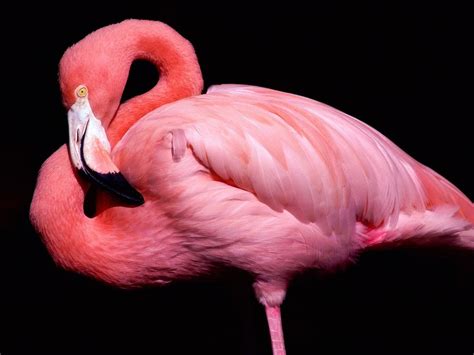 Pink Flamingo Close Up Portrait Wallpaper 1280×960 - Birds Wallpapers