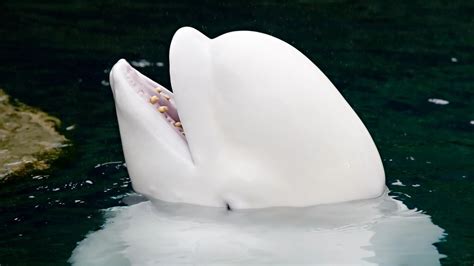 How Smart Are Beluga Whales? - Beluga Whale Intelligence - SciQuest