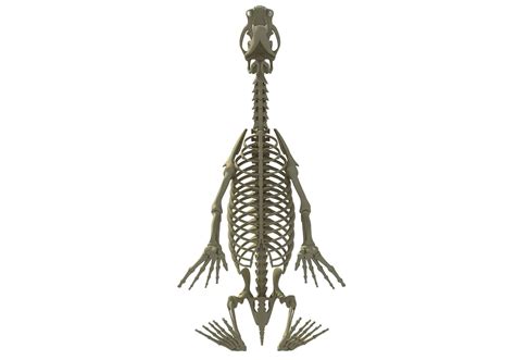 Sea Lion Skeleton - 3D Model by 3D Horse