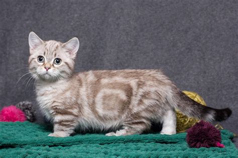 48+ Scottish Fold Munchkin Cat Full Grown - Furry Kittens