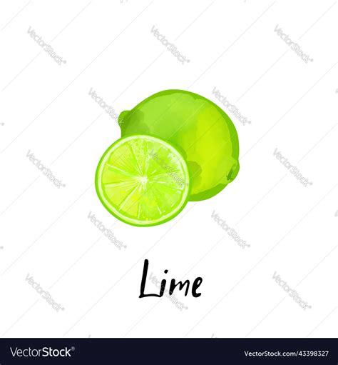 A slice lime isolated on white Royalty Free Vector Image