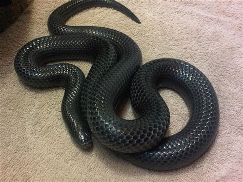 Black Milk Snake Facts and Pictures | Reptile Fact