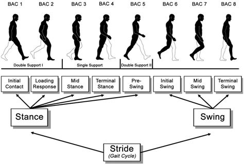 Phases of the Gait Cycle: Gait Analysis » ProtoKinetics