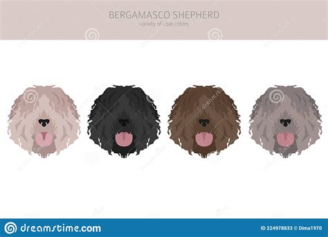 Bergamasco Shepherd Clipart. Different Coat Colors and Poses Set Stock ...