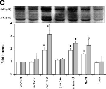 Comparison of induction of MAPK activity by different hyperosmotic... | Download Scientific Diagram