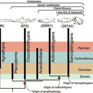 (PDF) The Origin and Diversification of Osteichthyans and Sarcopterygians: Rare Chinese Fossil ...