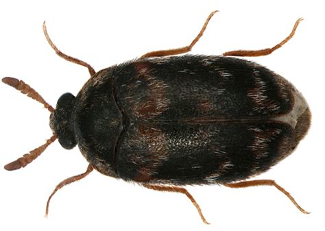 Warehouse beetle (Trogoderma variabile) In Australia - Professional Pest Manager