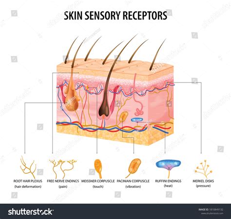 Sensory Receptors Diagram