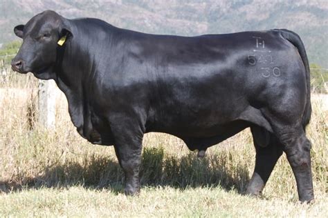 Brangus Cattle Breed: Facts, Uses, Pictures, Origins & Characteristics | Animal World