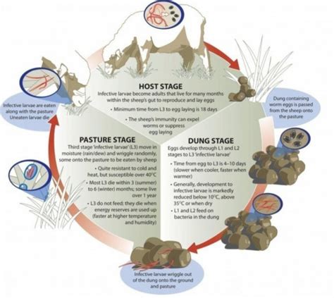 Roundworm Life Cycle - WormBoss