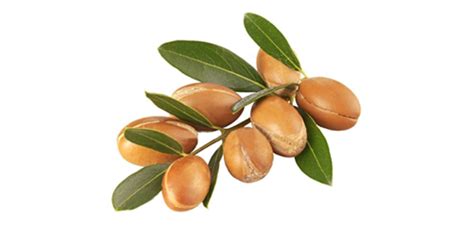 Argan seeds - Culinary argan oil: Extra Virgin, cold-pressed, 100% USDA ...