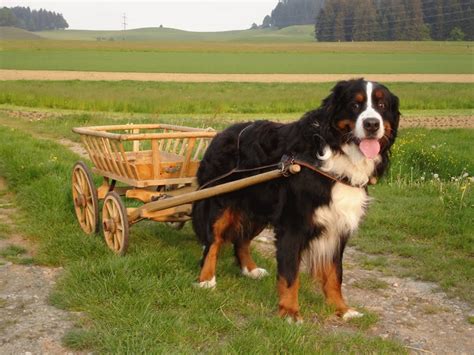 Bernese Mountain Dog Breed Guide - Learn about the Bernese Mountain Dog.