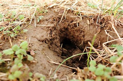 How to Get Rid of Voles and Keep Them Away from Your Property