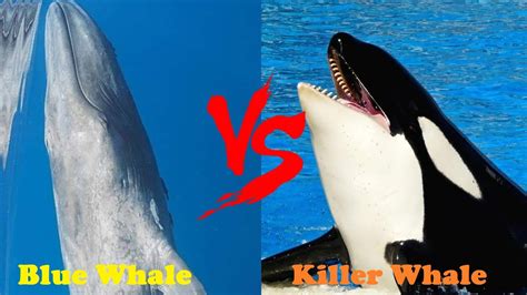 Blue Whale VS Killer Whale - Killer Whale VS Blue Whale Who Would Win - YouTube