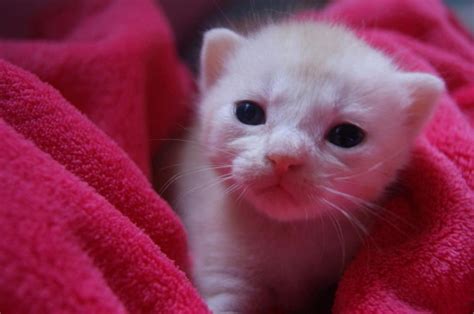 15 best images about newborn kittens on Pinterest