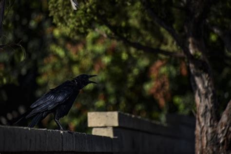 Crow Cawing Free Stock Photo - Public Domain Pictures