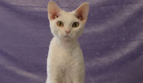 White Lykoi Cat: Mysterious Beauty