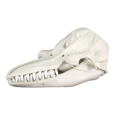 Replica False Killer Whale Skull – Skulls Unlimited International, Inc.