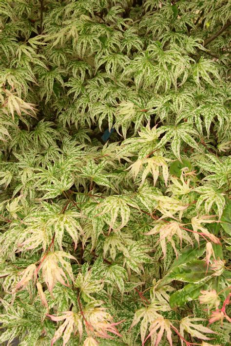 Acer palmatum 'Ukigumo' Japanese Maple | Conifer Kingdom