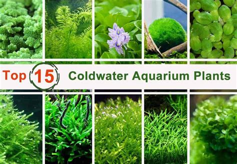 15 Top Coldwater Aquarium Plants - Shrimp and Snail Breeder