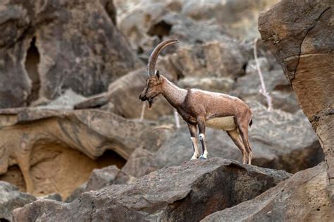 Premium Photo | Ibex or mountain goat in the habitat mountain goat or ...