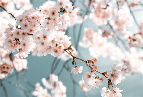 HD wallpaper: White Flowers In Bloom, blossom, branch, desktop backgrounds | Wallpaper Flare