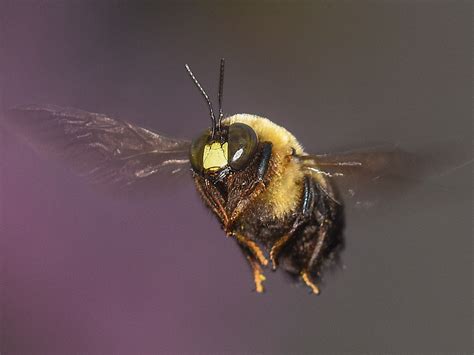 Bumble Bees - Prevention, Control & Facts About Bees