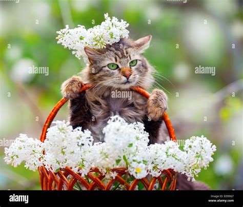 Cute cat in a basket with white lilac flowers Stock Photo: 77037079 - Alamy