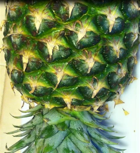 Waste Not Want Not: Pineapple Crown - Moola Saving Mom