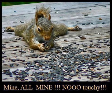 Squirrel Meme - Funny Squirrel Pictures