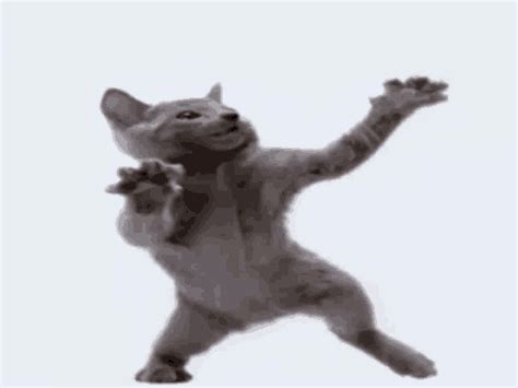 Cat Dance GIF - Cat Dance Funny - Discover & Share GIFs