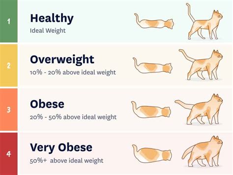 How heavy should my cat be?