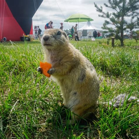 Funny Gopher Face stock photo. Image of gopher, mouth, prairie - 612532