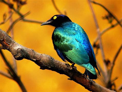 Amazing Wild Life Photography - Birds Desktop Wallpapers | Wallpaper Zone