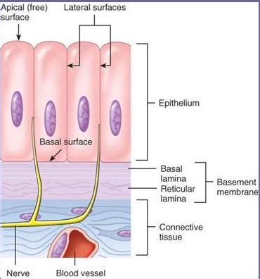 Basal Lamina Vsmembrane