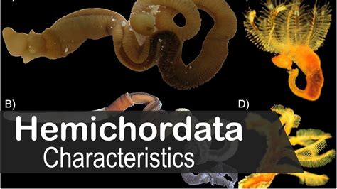 Hemichordata phylum characteristics | UPSC zoology optional - YouTube