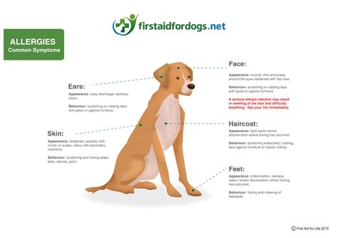 What Are The Symptoms Of Anaphylactic Shock In Dogs