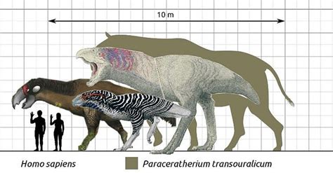 @houseofthedinosaur on Instagram: “some birds from speculative evolution ( we can call them ...