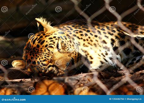 African leopard stock photo. Image of sleeping, rock - 135446756