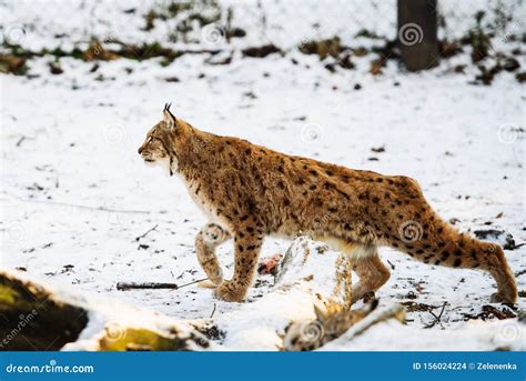 Lynx hunting in winter stock photo. Image of isolated - 156024224