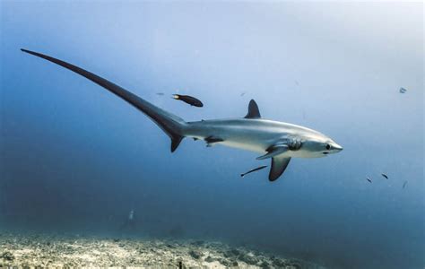 Remarkable Thresher Shark Experience in Bunaken National Park