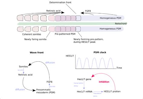 | The generation of somites by the "clock-and-wavefront" mechanism of... | Download Scientific ...