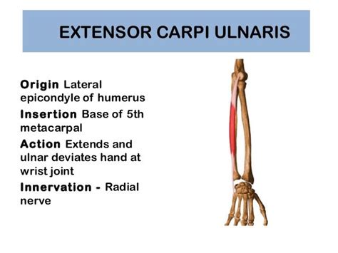 Extensor Carpi Ulnaris Muscle Detail And Exercise