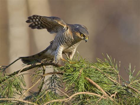 Sparrowhawk Hunting (Behaviour, Prey, Techniques + FAQs) | Birdfact